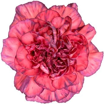 Bicolour carnation from Di Giorgio catalogue