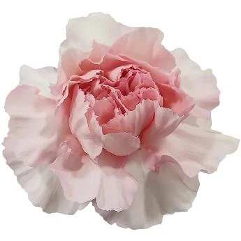 Blush carnation