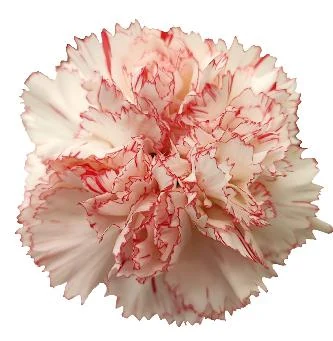 Cream carnation
