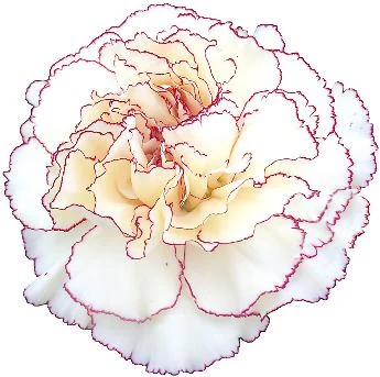 Carnation flower