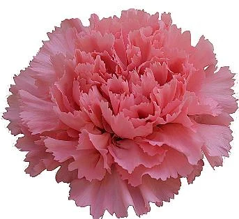 Pink carnation from Di Giorgio catalogue