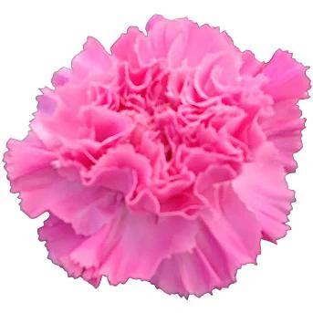 Pink carnation