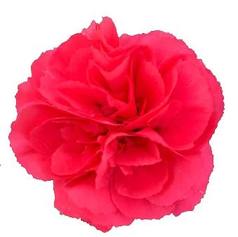 Red carnation