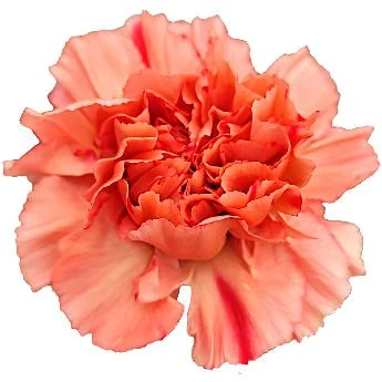 Salmon carnation from Di Giorgio catalogue