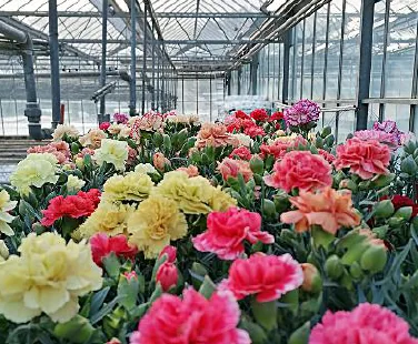 Dianthus and carnation varieties in Di Giorgio greenhouses