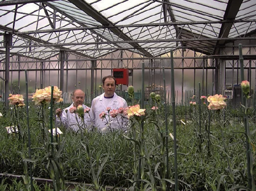 Hybrid selection and varietal research in Di Giorgio greenhouses