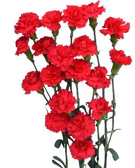 Spray carnation